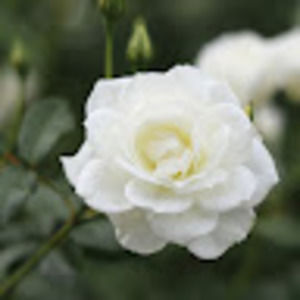 Meet your Posher, Trinity